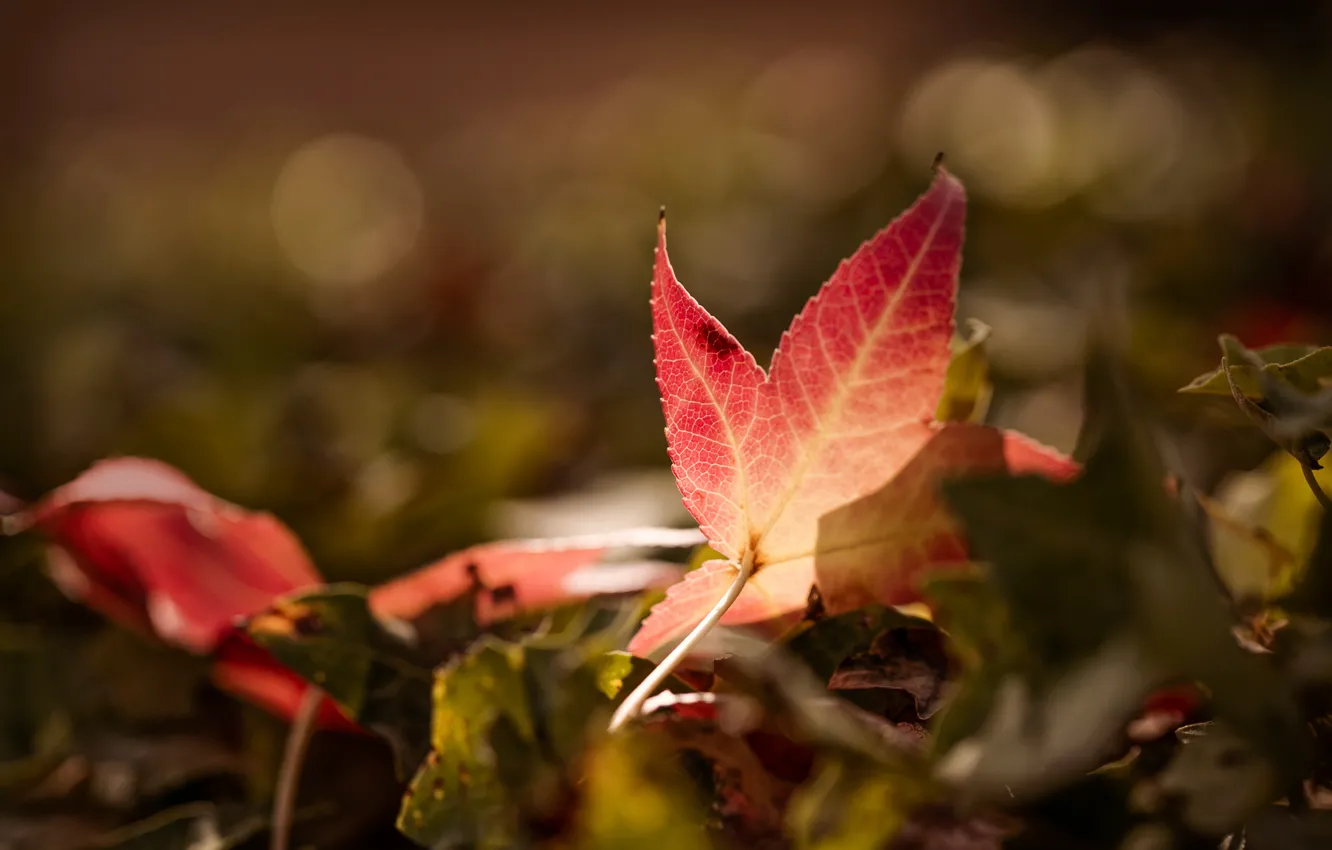 Фото обои осень, лист, боке