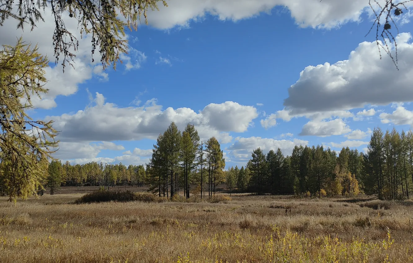 Фото обои облака, осенний лес, жёлтая трава