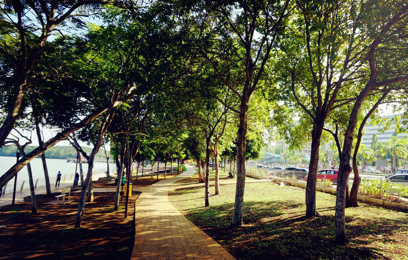 Фото обои green, trees, nature, park, leaves, evening, walk, nice