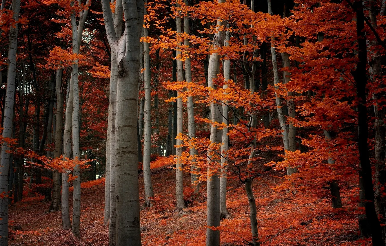 Фото обои осень, лес, листья, деревья, ветки, природа, оранжевые