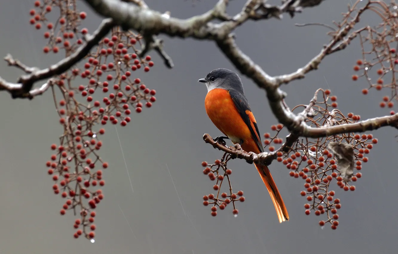 Фото обои ягоды, дождь, птица, ветка, перья