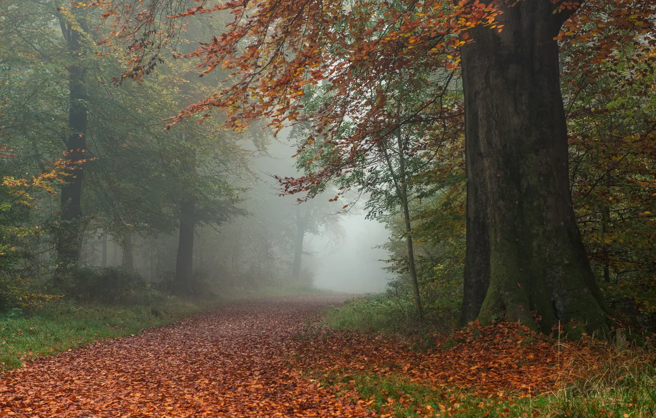 Фото обои дорога, осень, лес, листья, деревья, Англия, England, Wiltshire