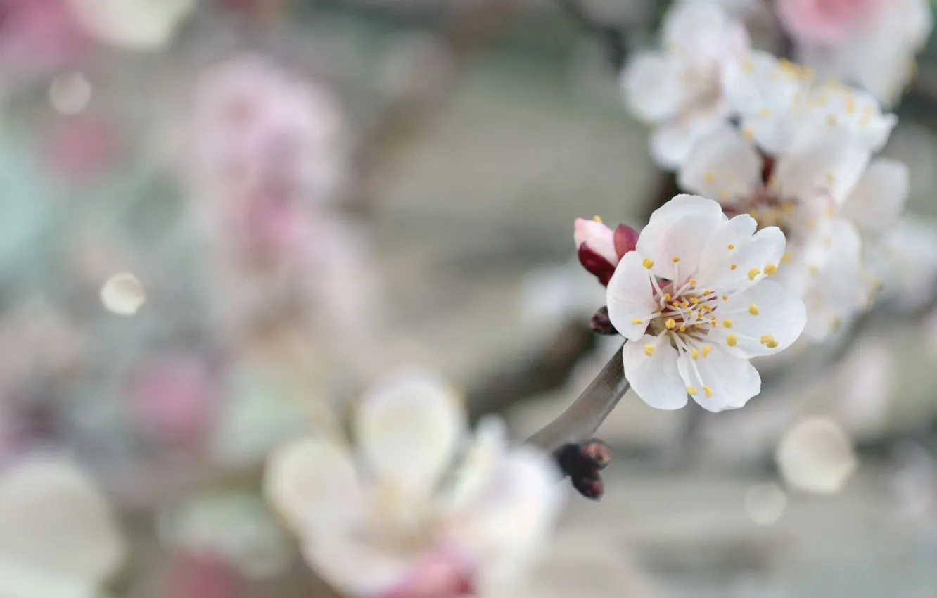 Фото обои нежность, весна, Абрикос, прекрасное