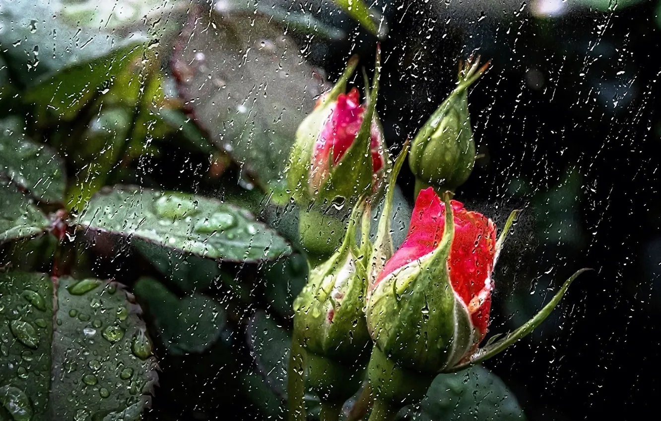 Фото обои листья, цветы, природа, дождь, обои, заставка, розовые бутоны, дождь за моим окном