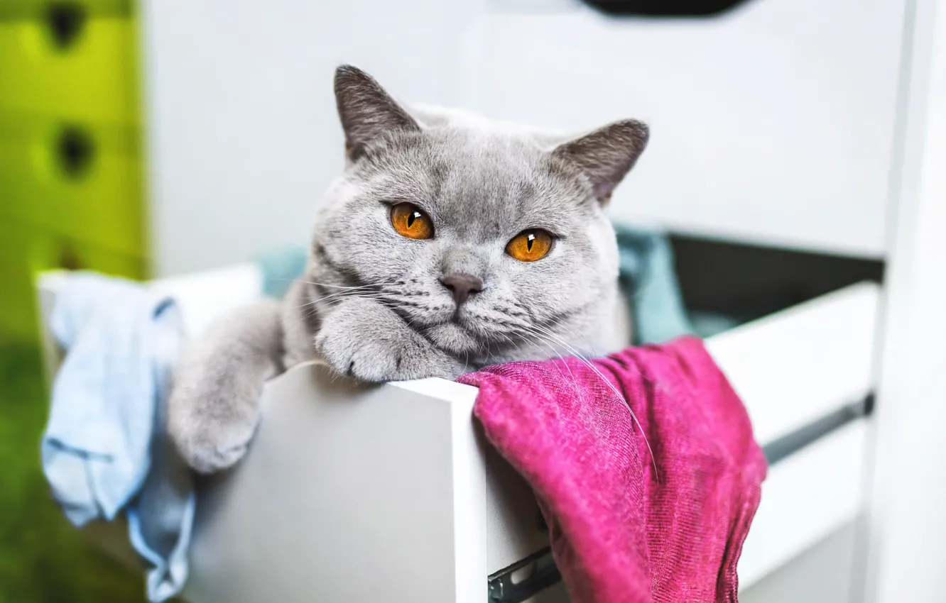 Фото обои кошка, кот, взгляд, поза, милая, котёнок, мордашка, милота