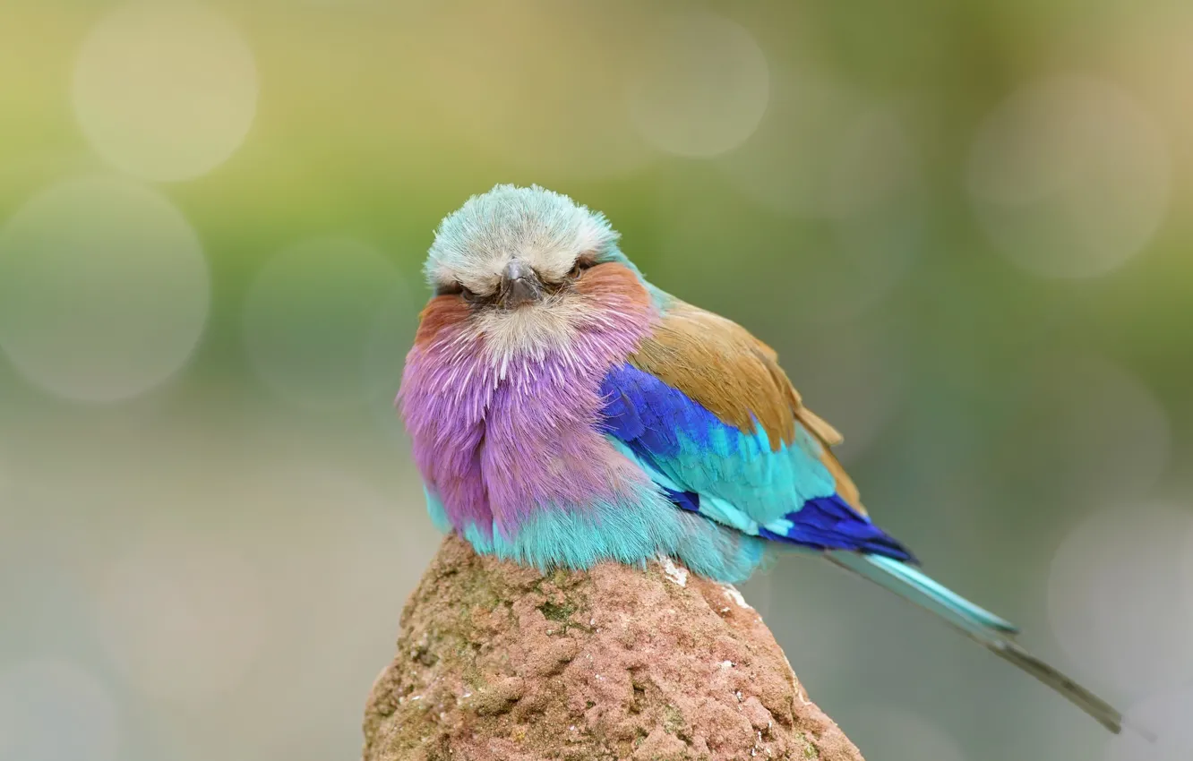 Фото обои птица, перья, окрас, забавная, Сизоворонка