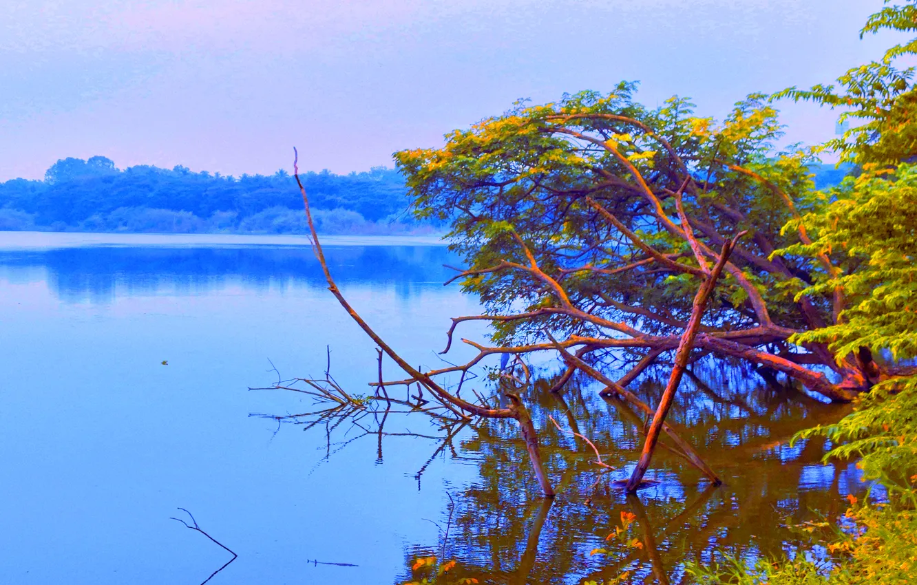 Фото обои Sky, Water, Sunrise, Dawn, Morning, Lake, Trees, Reflection