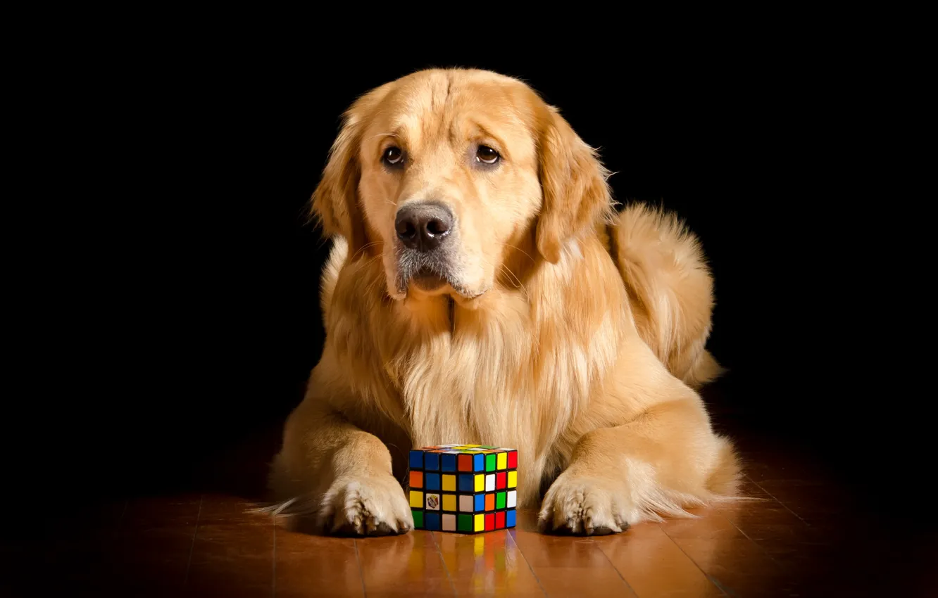 Фото обои друг, собака, кубик рубик