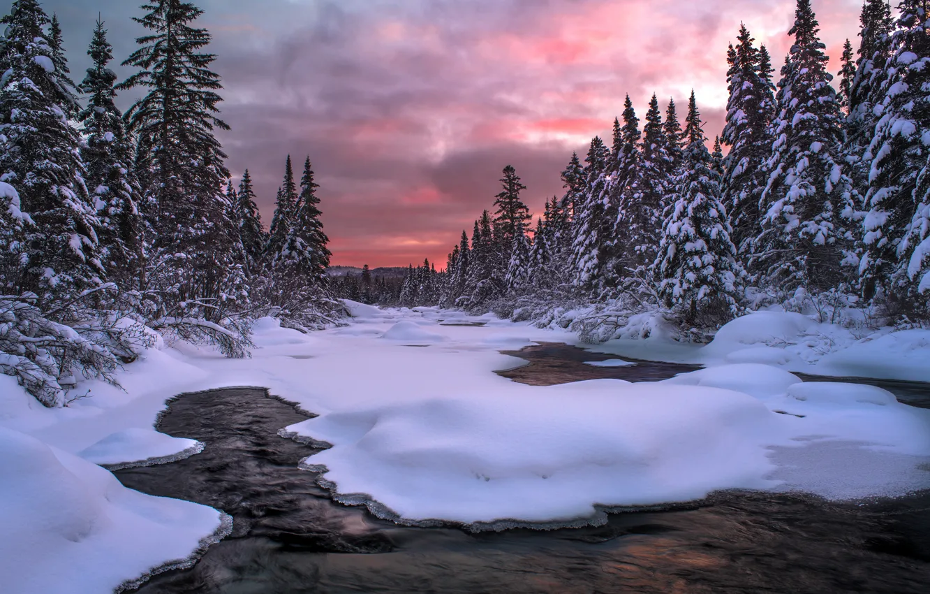 Фото обои зима, лес, снег, пейзаж, природа, ели, водоем
