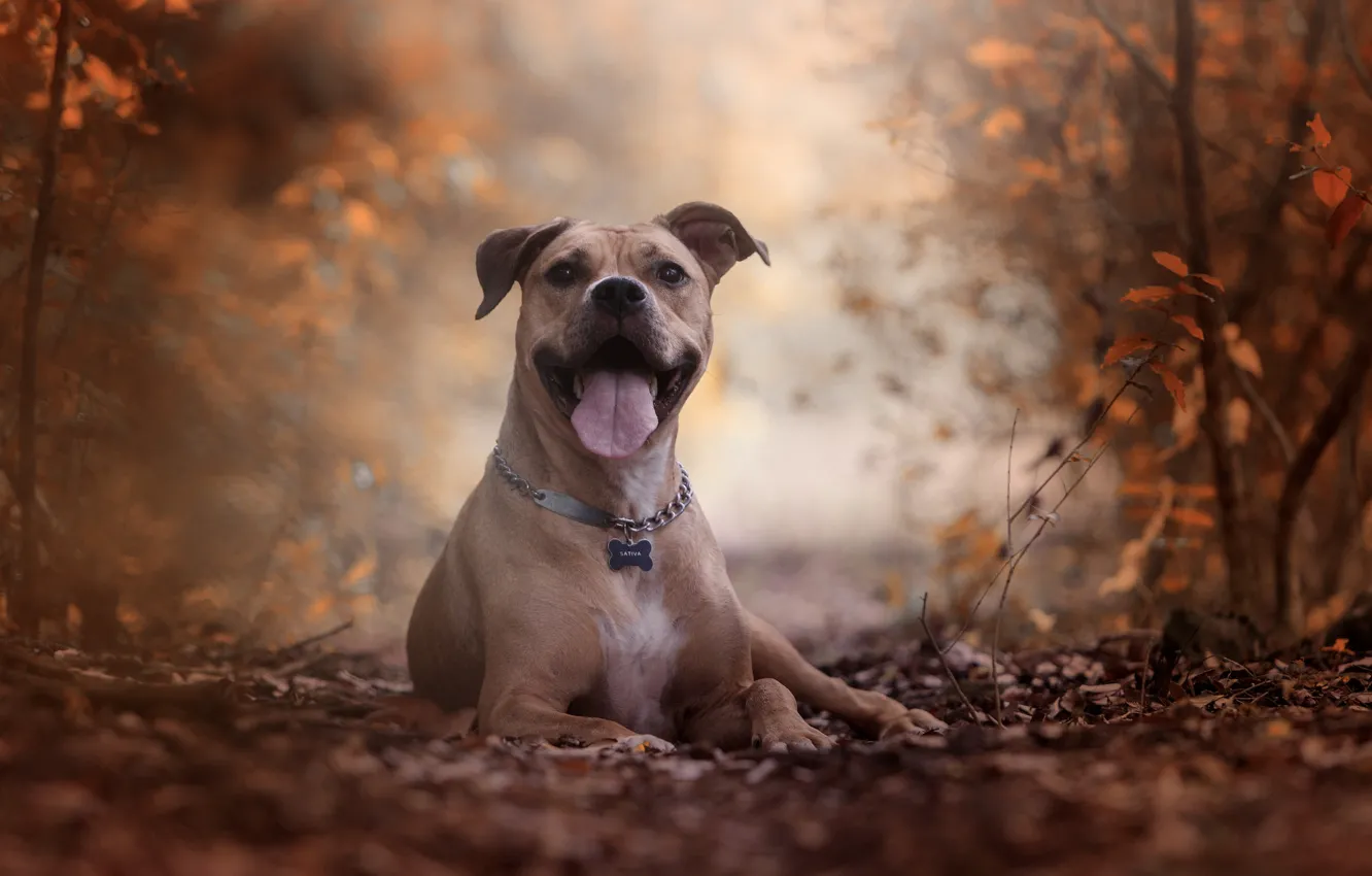 Фото обои осень, язык, взгляд, портрет, собака, Питбуль, Американский питбультерьер