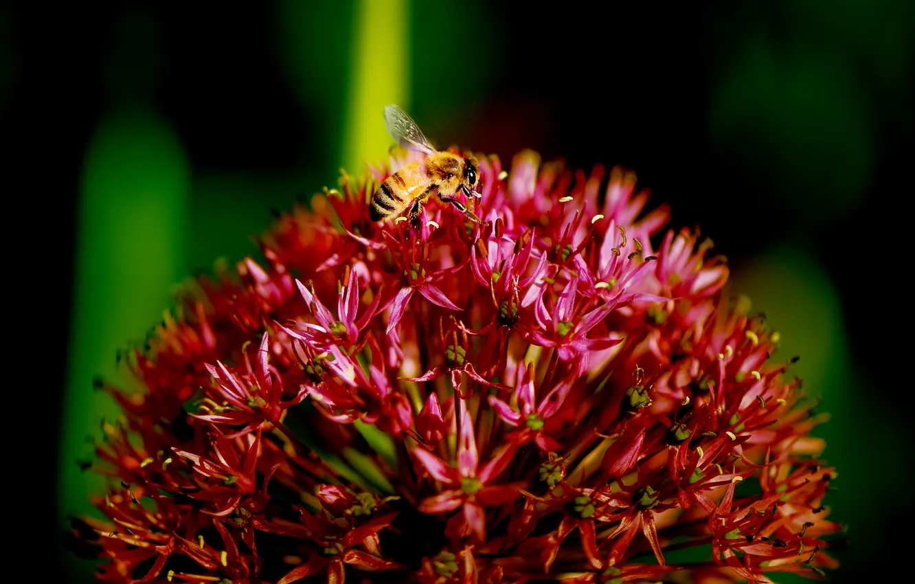 Фото обои цветок, пчела, Top of the World