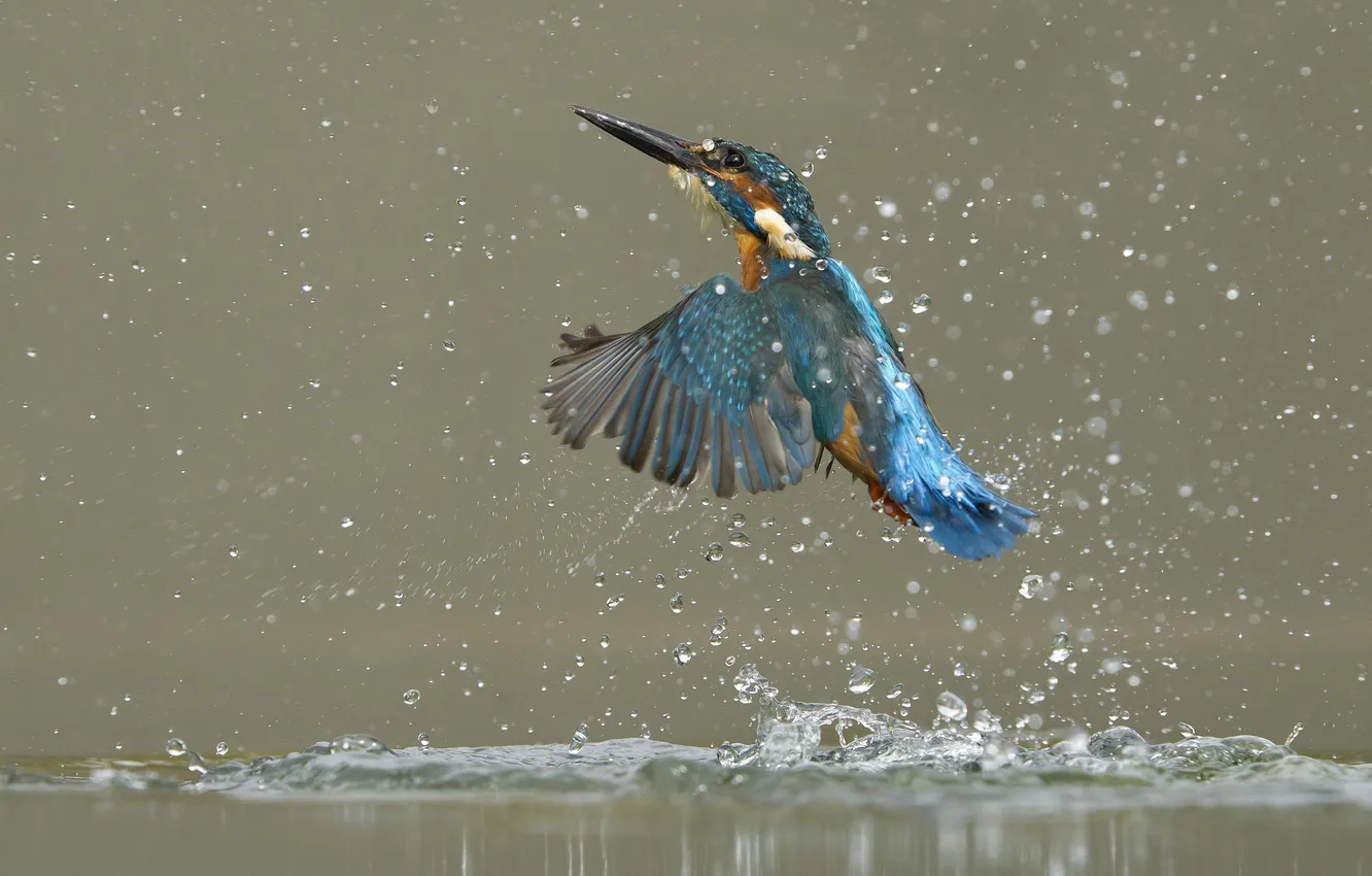 Фото обои вода, брызги, птица, рыбалка, всплеск, зимородок