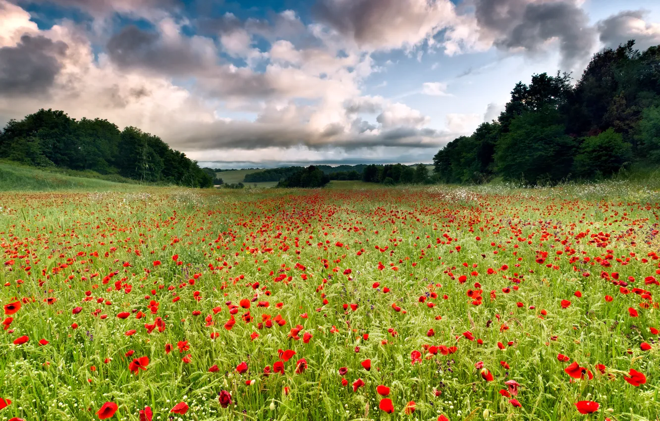 Фото обои Италия, поле цветов, Italy, Lazio, Лацио, field of flowers, Cerveteri, Черветере