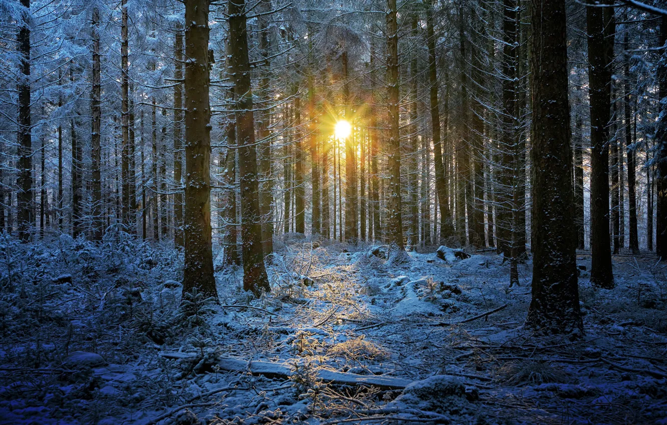 Фото обои зима, лес, солнце, снег, деревья, восход, рассвет, утро