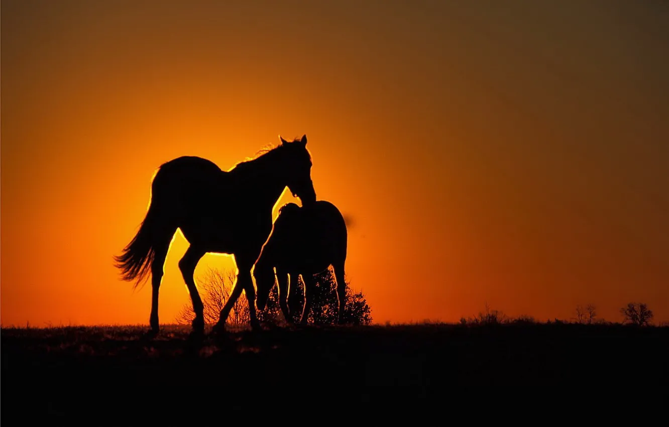 Фото обои закат, оранжевый, Лошади