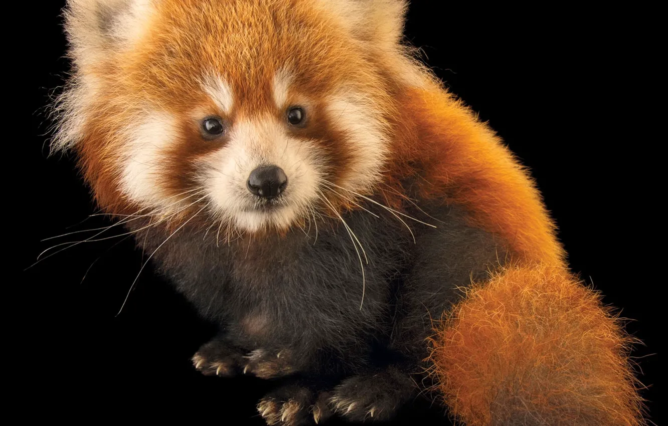 Фото обои Взгляд, Черный фон, Животные, Красная панда, Red panda, Virginia Zoo, Зоопарк Вирджинии, Aanimals