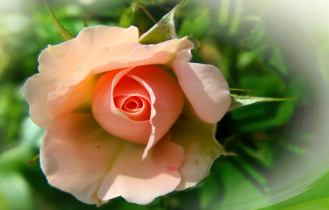 Фото обои цветок, лето, природа, настроение, роза, розы, красота, rose