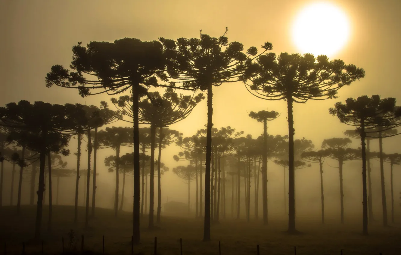 Фото обои деревья, Бразилия, араукария, Парана