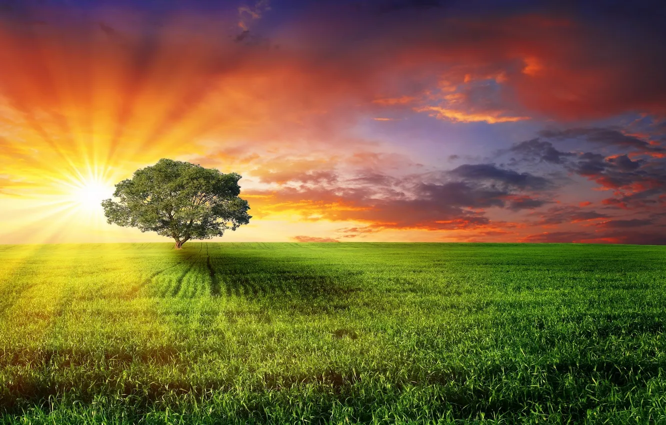 Фото обои поле, солнце, лучи, природа, дерево, рассвет