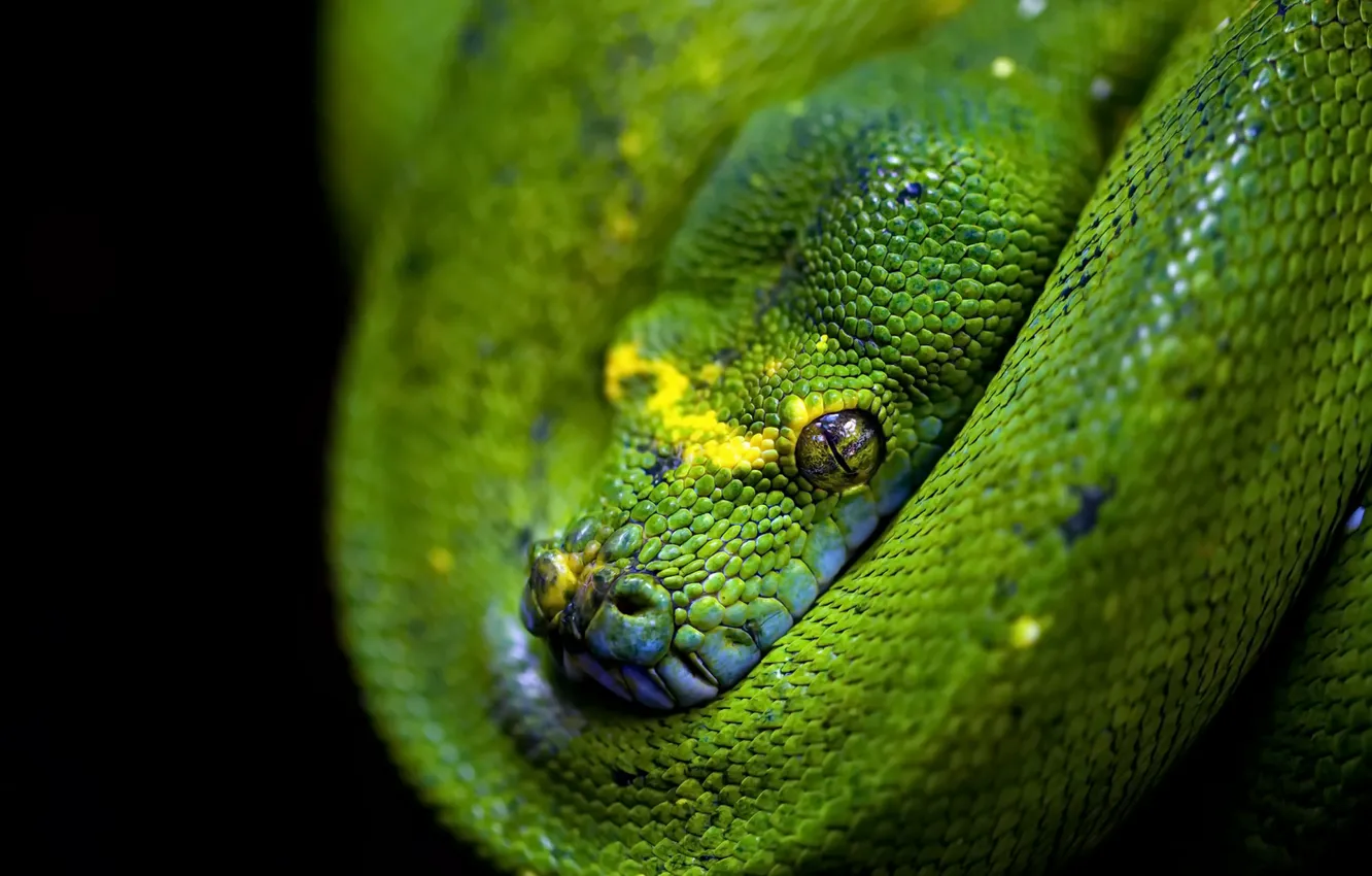 Фото обои Vaughan, Emerald Tree Boa, Reptilia