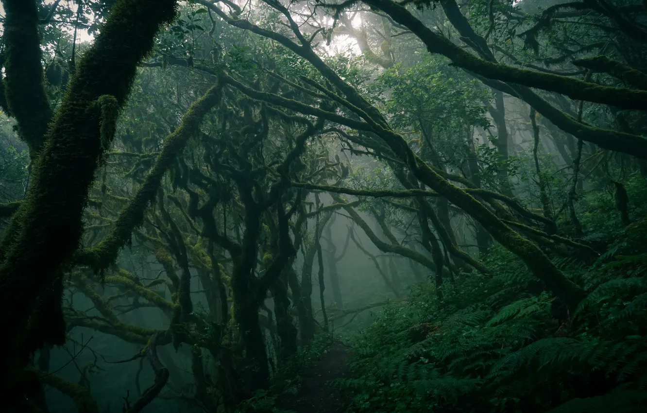 Фото обои лес, туман, заросли, стволы, кривые, папоротник
