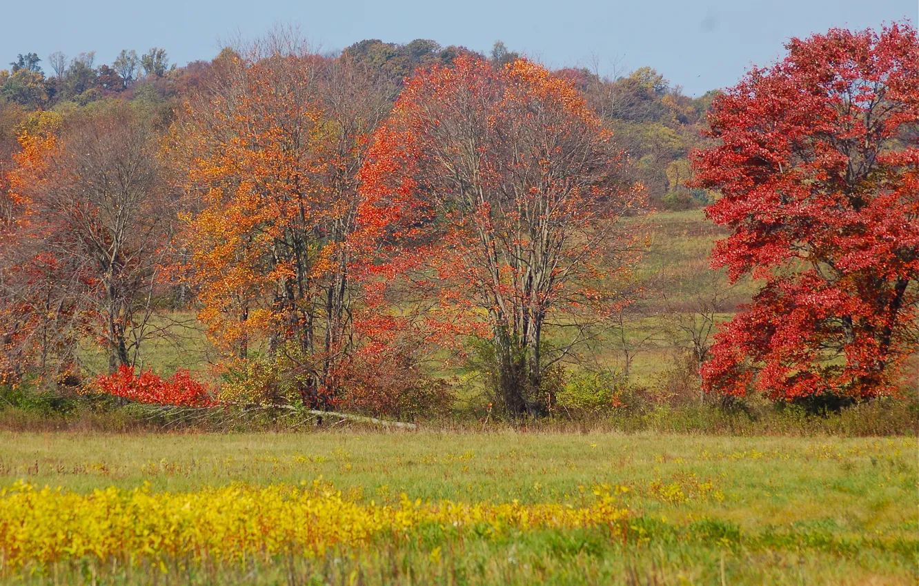 Фото обои поле, осень, небо, трава, деревья