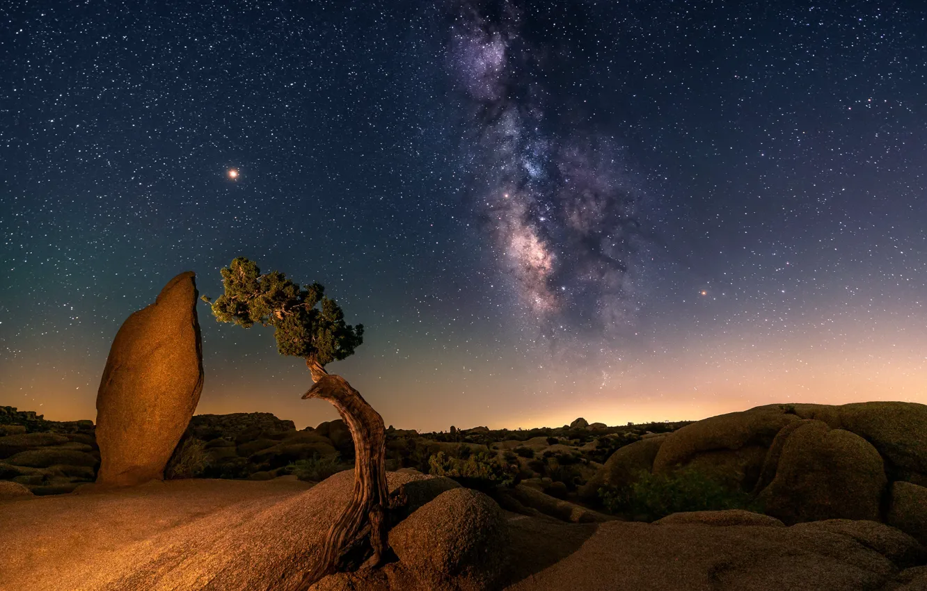 Фото обои звезды, ночь, дерево, пустыня