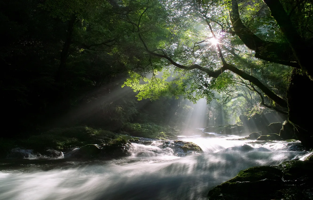 Фото обои лес, солнце, лучи, свет, деревья, природа, река, поток