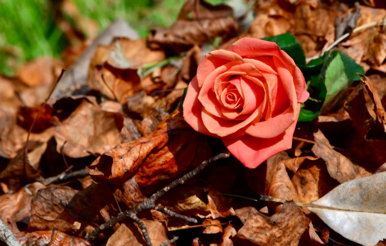Фото обои осень, листья, макро, роза, бутон
