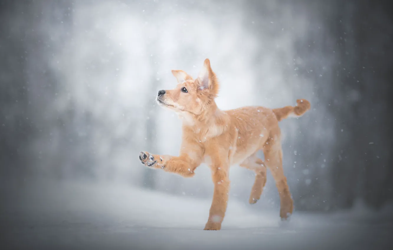 Фото обои зима, снег, лапа, щенок, пёсик