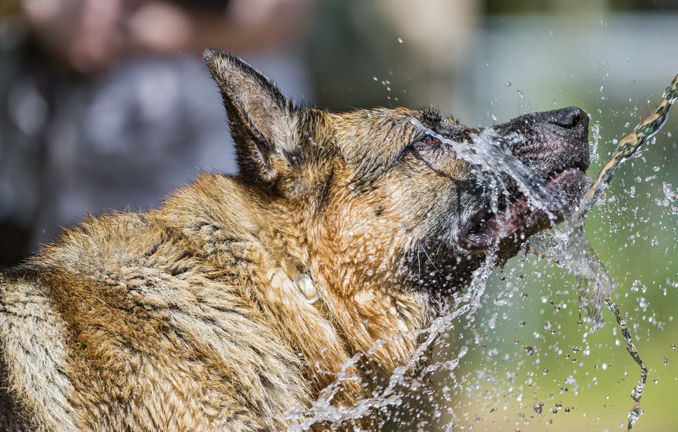 Фото обои вода, брызги, собака, овчарка, ©Tambako The Jaguar