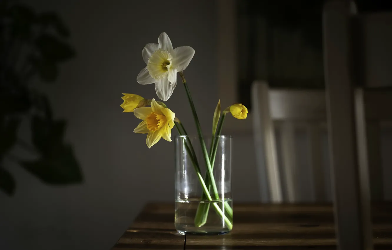 Фото обои цветы, стол, нарциссы жёлтые