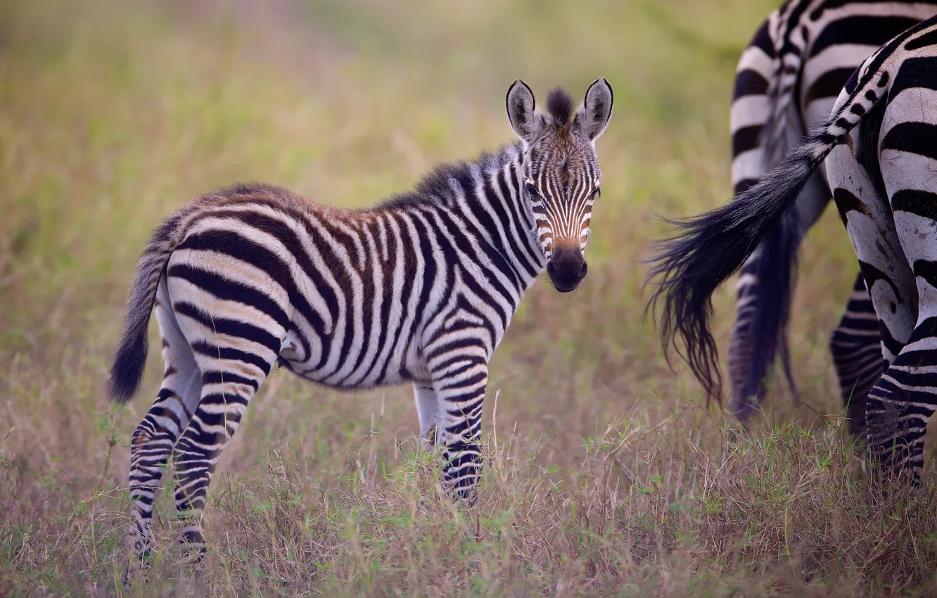 Фото обои детёныш, зебры, жеребёнок