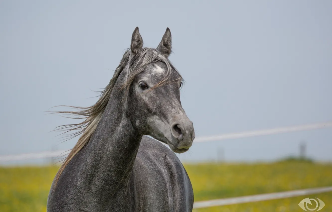 Фото обои морда, серый, конь, лошадь, грива, (с) OliverSeitz