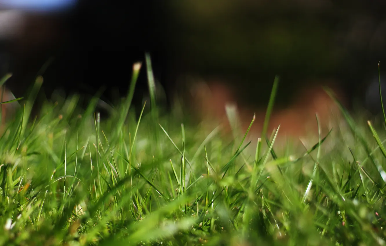 Фото обои трава, макро, природа, фокус, grass, nature, macro, focus