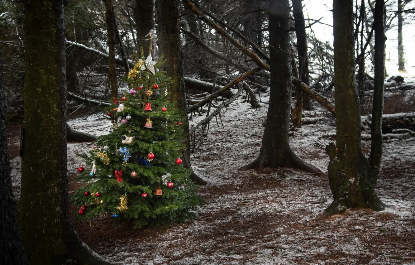 Фото обои лес, праздник, ёлка