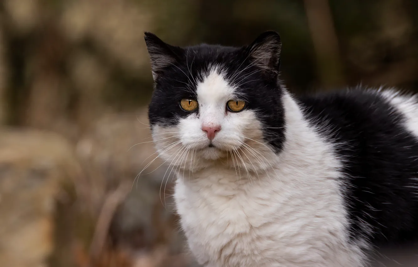 Фото обои кошка, кот, взгляд, черно-белый, портрет, котэ