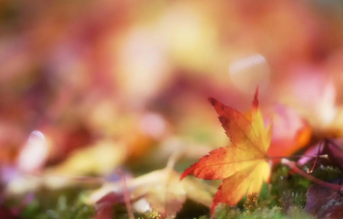 Фото обои осень, листья, фауна