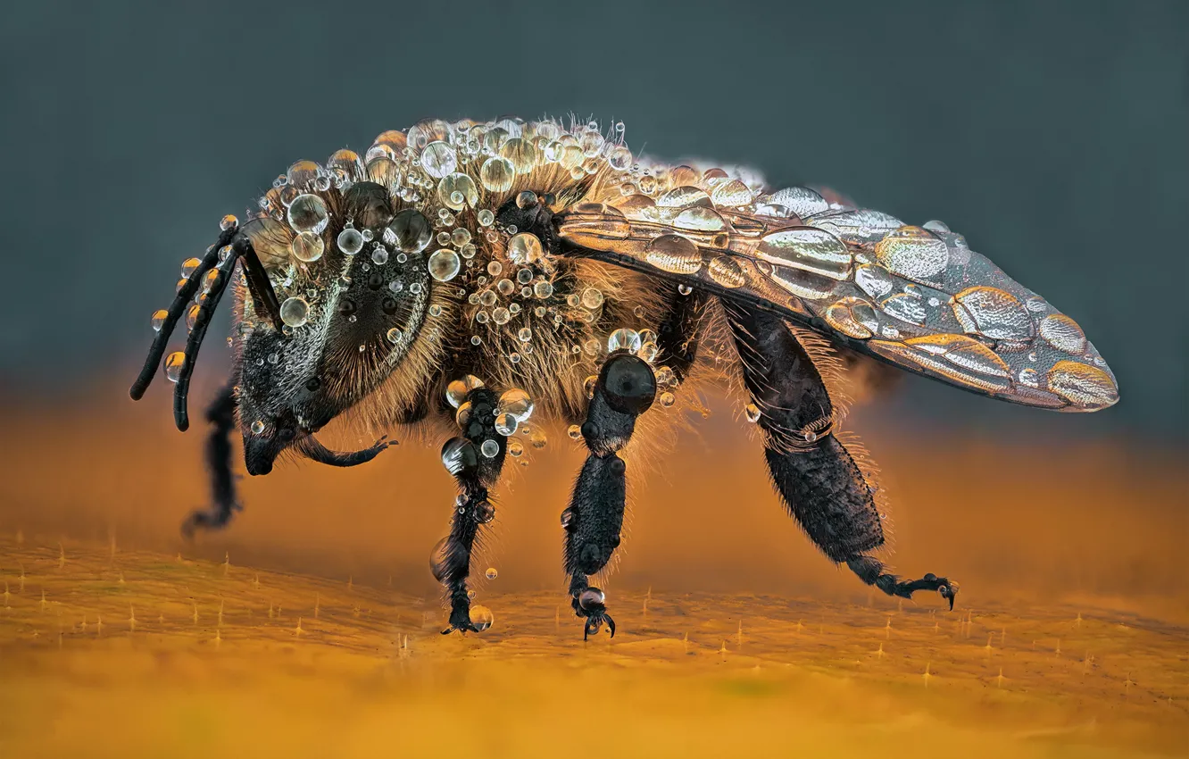 Фото обои макро, пчела, фон, насекомое