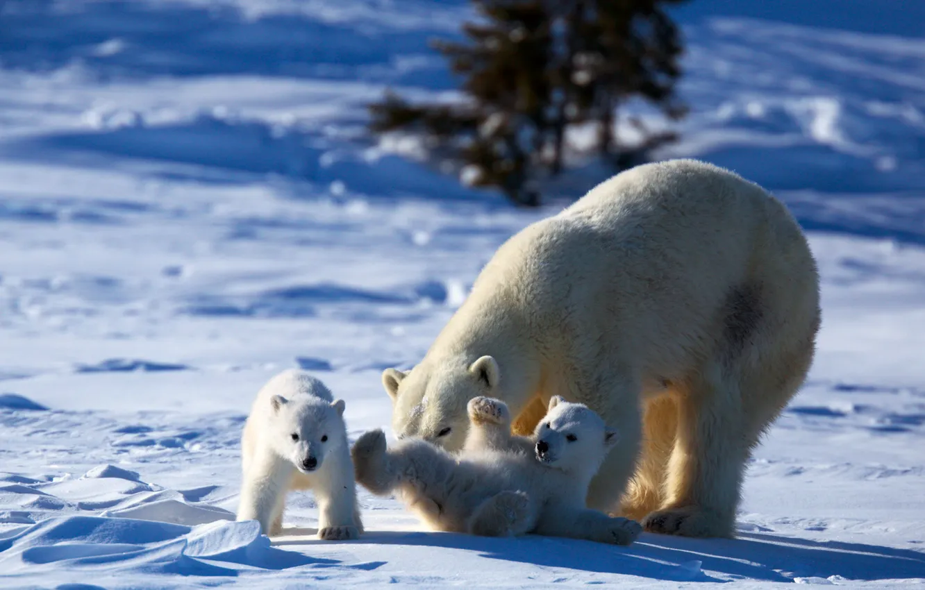 Фото обои play, bear, animals, nature, winter, snow, puppies, mother