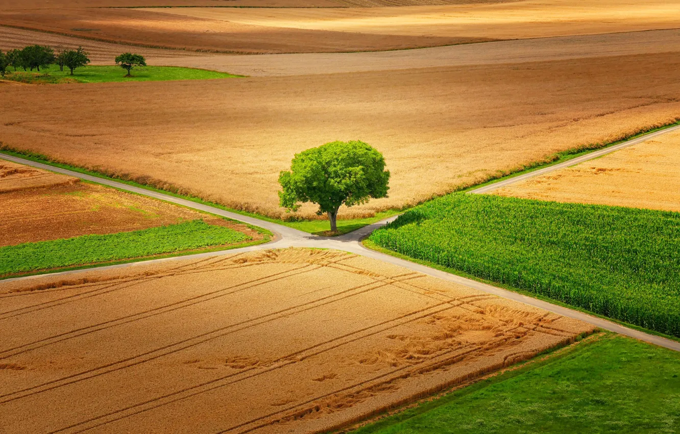 Фото обои поле, дерево, дороги