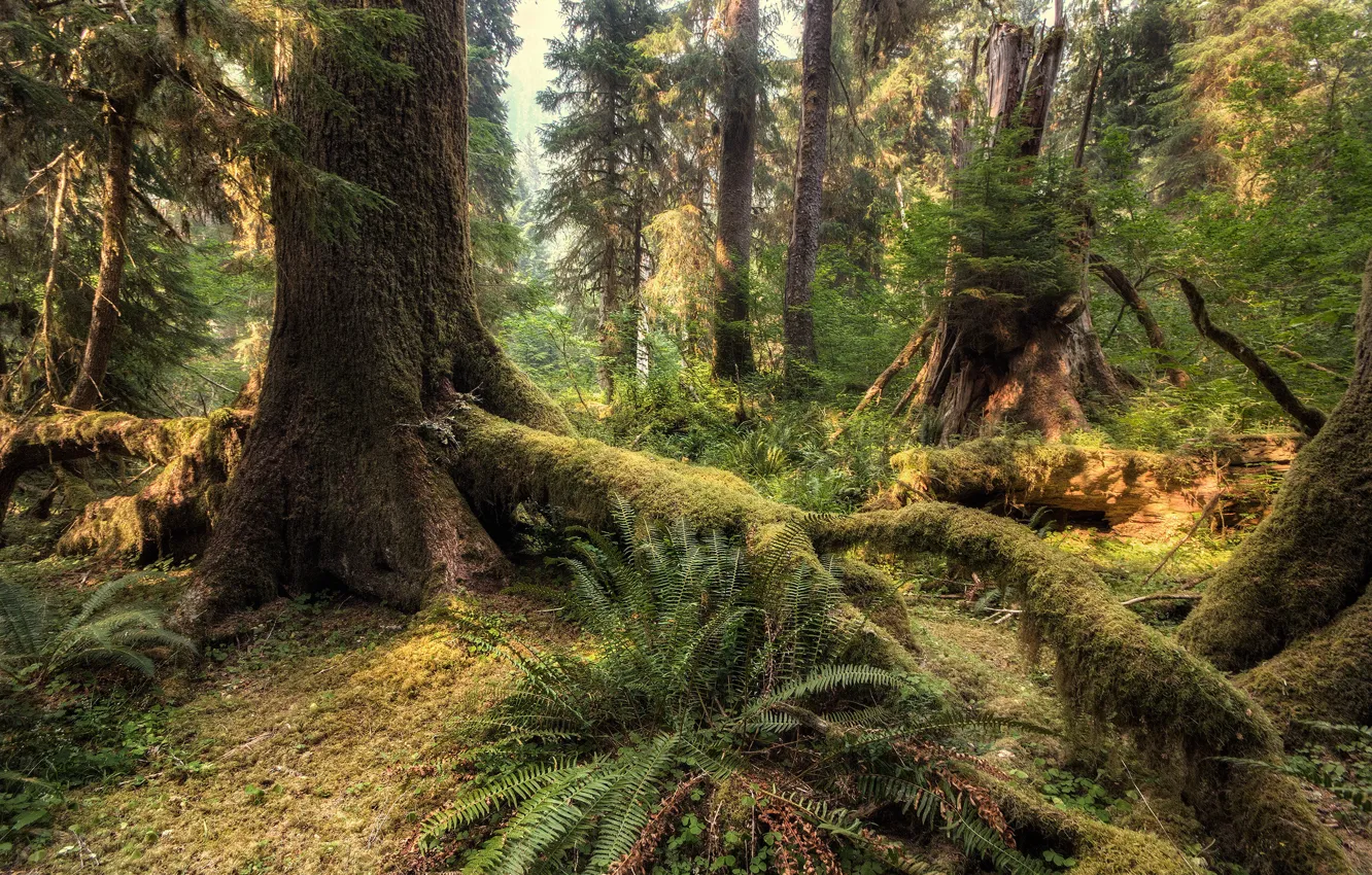 Фото обои лес, деревья, природа, США, Olympic National Park