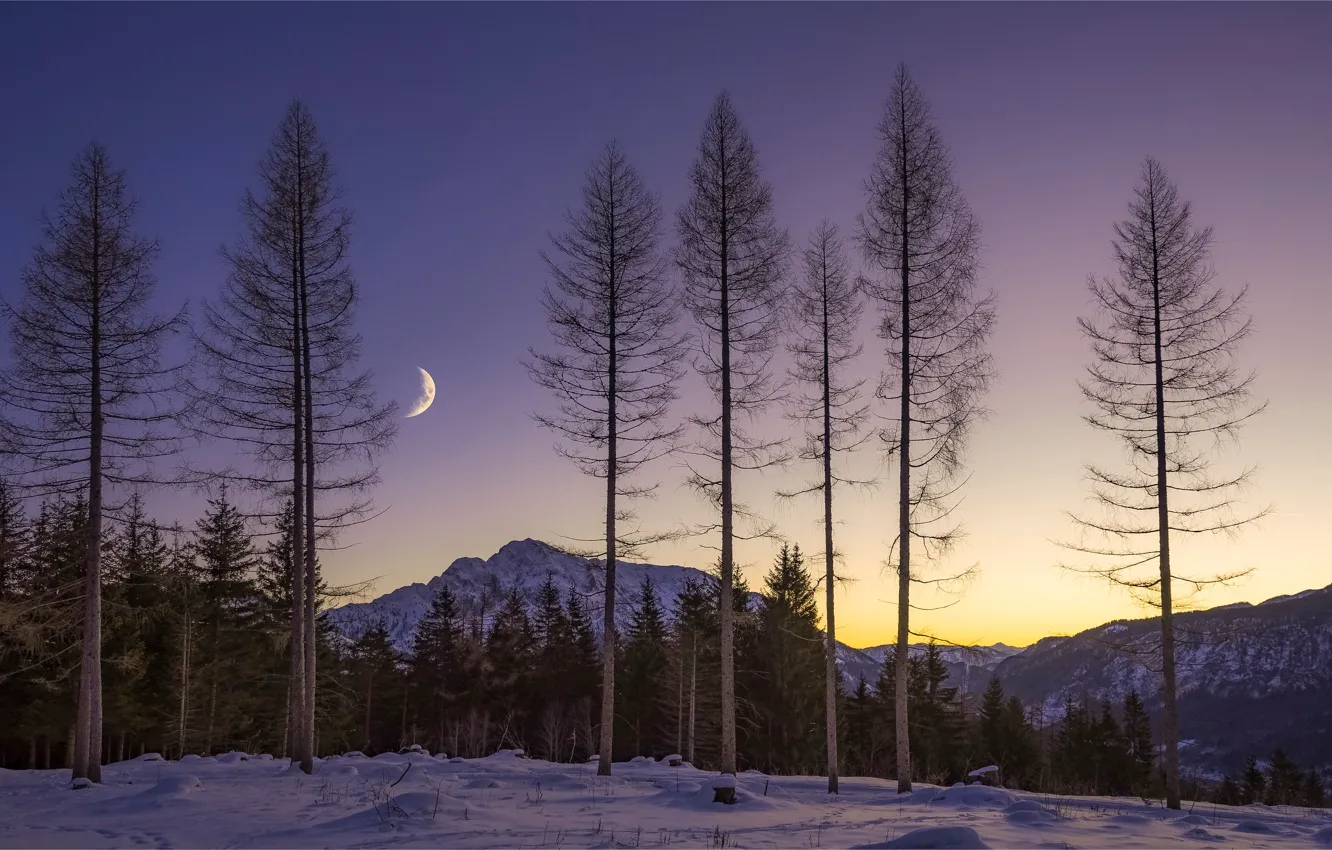 Фото обои зима, лес, небо, свет, снег, деревья, горы, ночь