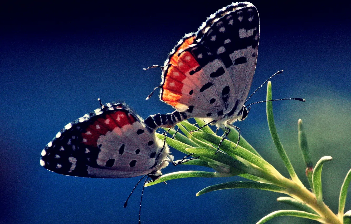 Фото обои бабочки, природа, растение, мотыльки