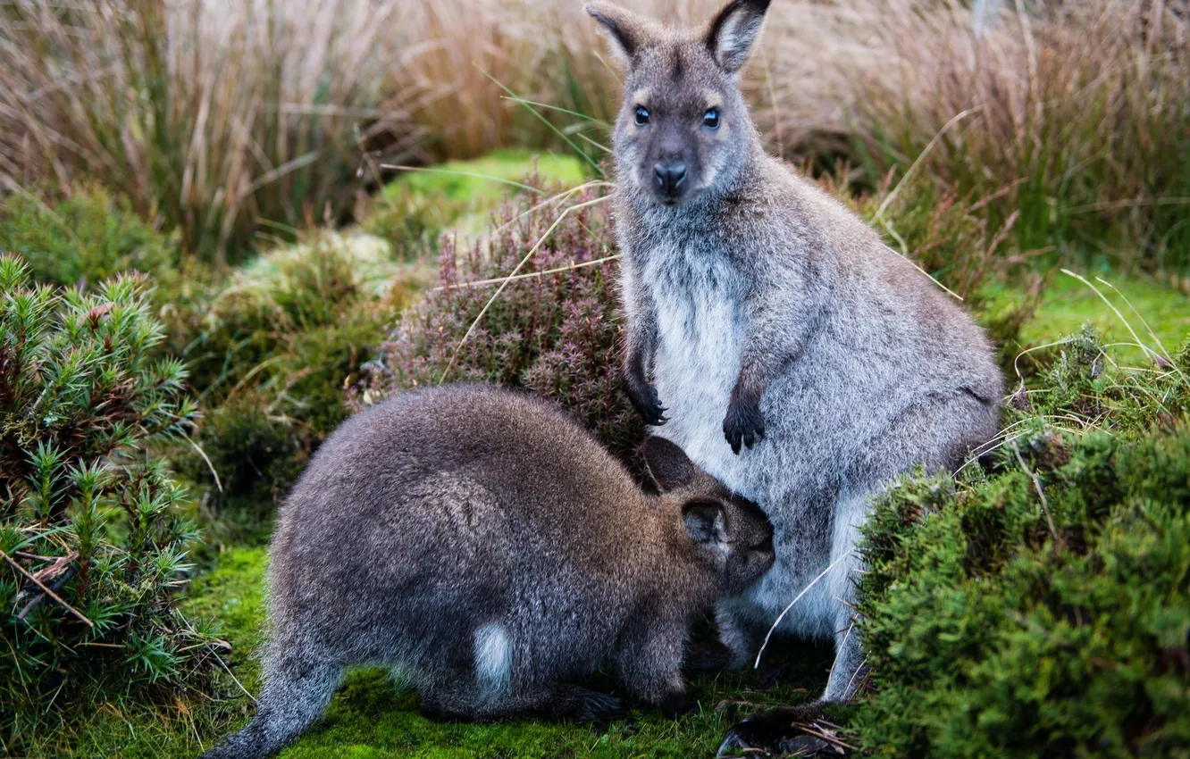 Фото обои мох, кенгуру, детёныш