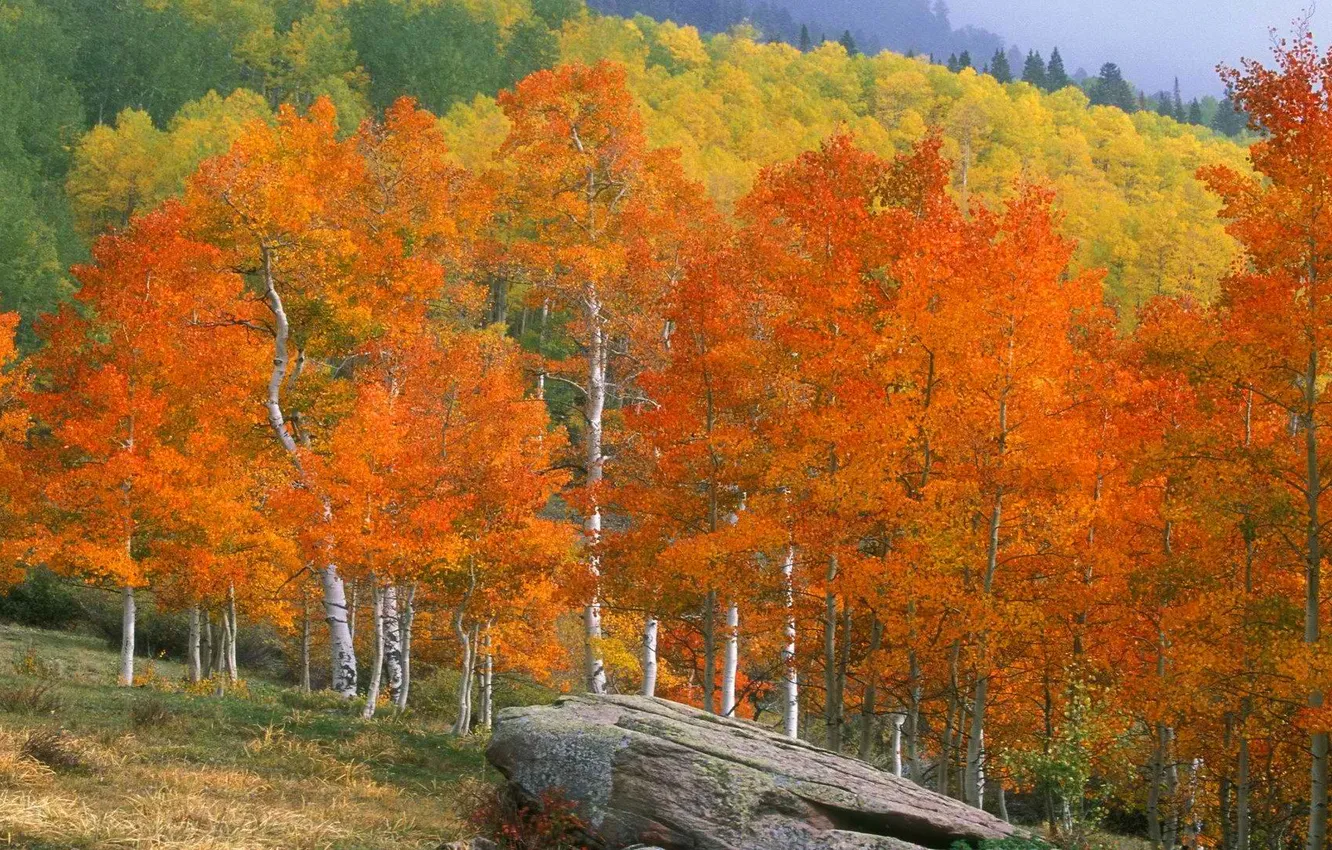 Фото обои осень, лес, листья, деревья, пейзаж, камень, склон