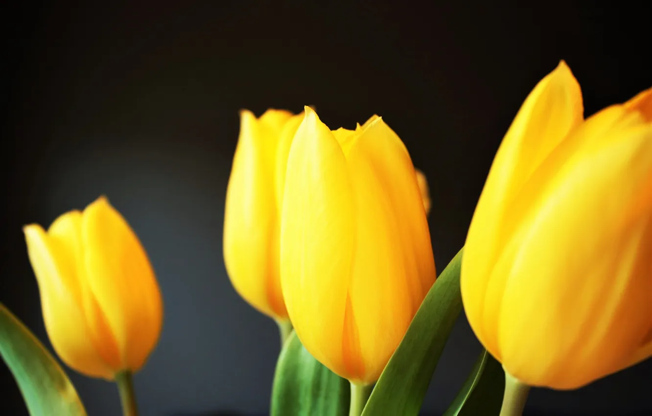 Фото обои желтые, лепестки, тюльпаны