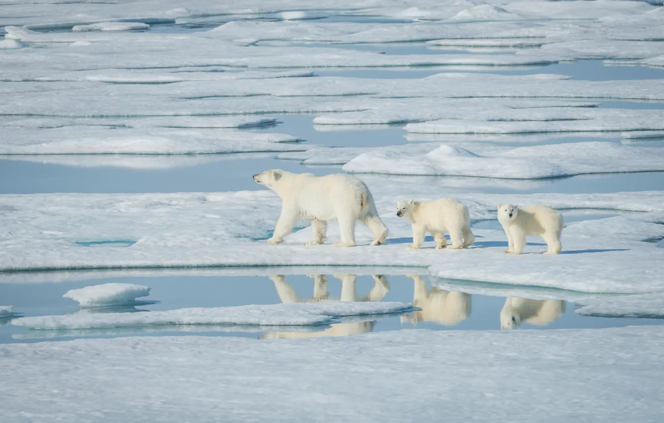 Фото обои вода, солнце, снег, отражение, лёд, трое, белые медведи
