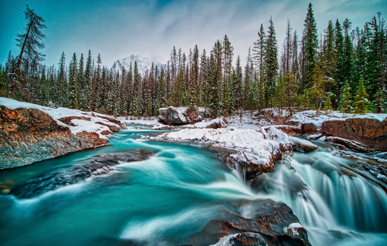 Фото обои лес, снег, река, Канада, Canada, British Columbia, Британская Колумбия, Kicking Horse River
