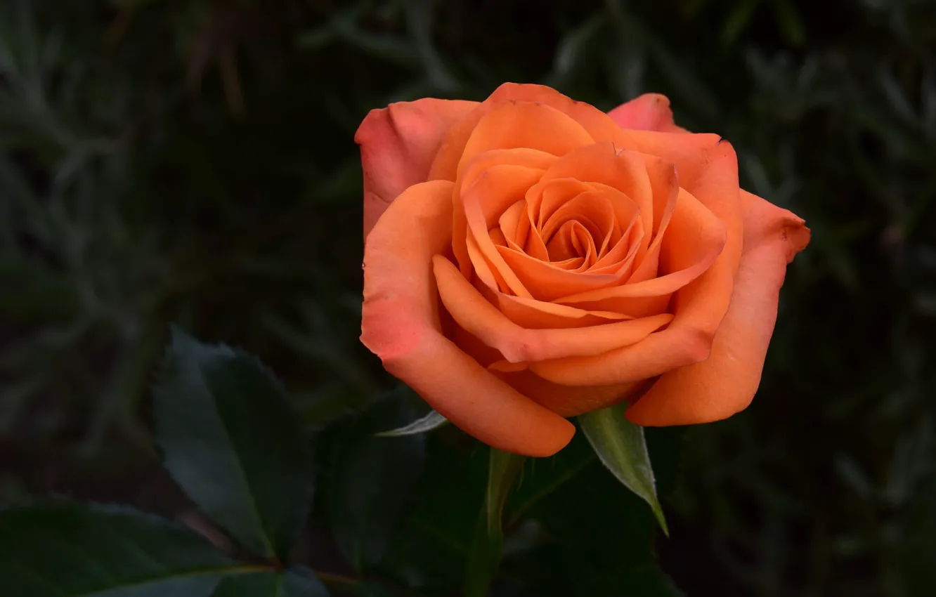 Фото обои цветок, темный фон, роза, оранжевая